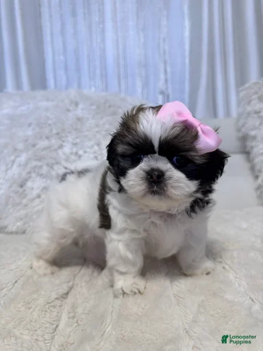 Gallery Image {{count}}