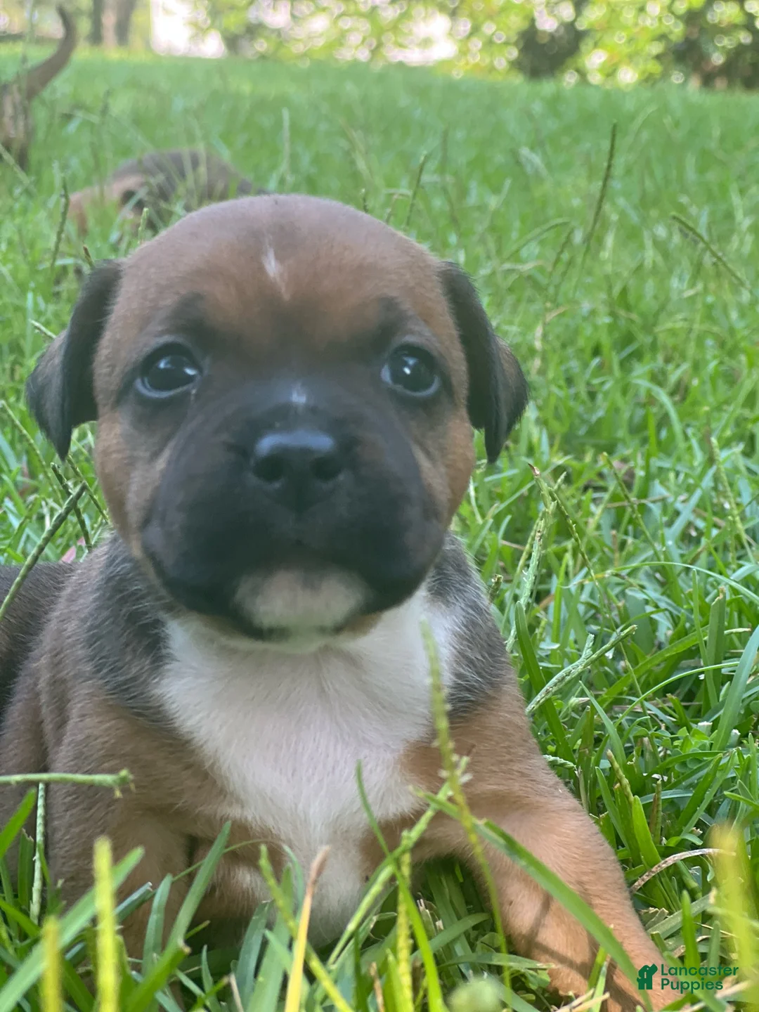 Staffordshire Bull Terrier dogs for sale: McKenna - Ad 1