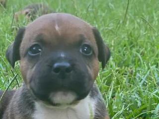 Staffordshire Bull Terrier dogs Girl - Ad 6
