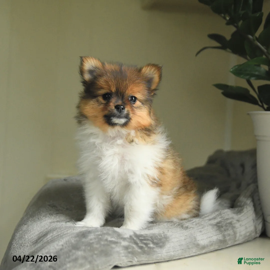 Pomeranian dogs for sale: Summer - Ad 2