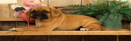 Puggle dogs for sale: Maddison - Ad 5