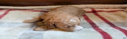 Mini Goldendoodle dogs for sale: Sadie - Ad 3