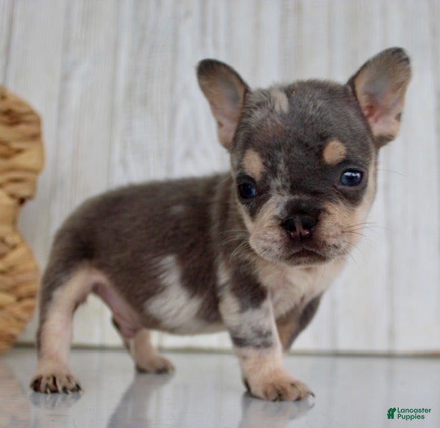 French Bulldog dogs Justin - Ad 2