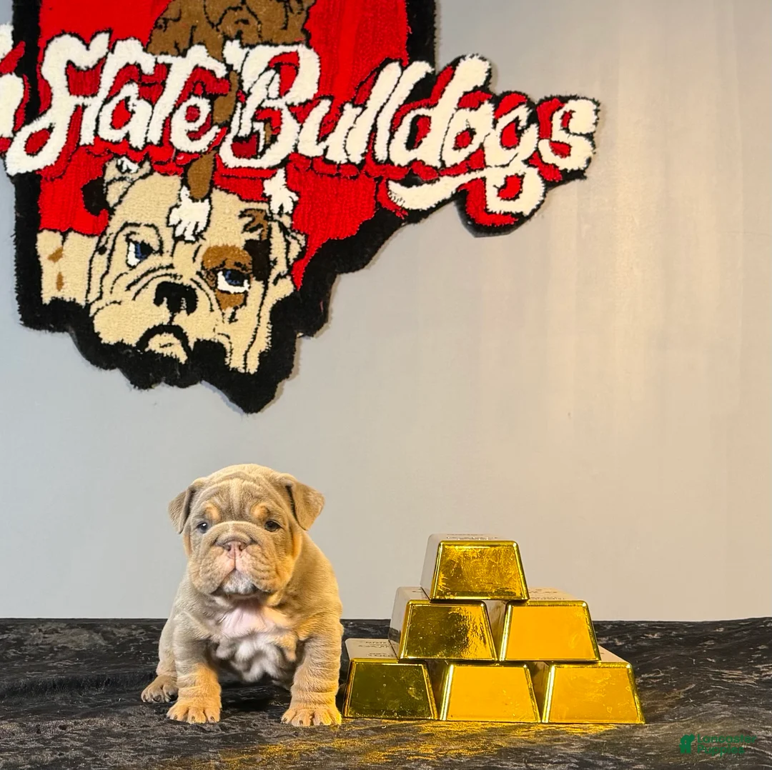 English Bulldog dogs for sale: English Bulldog Puppy 3 - Ad 1