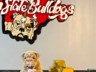 English Bulldog dogs English Bulldog Puppy 3 - Ad 18