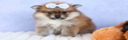 Pomeranian dogs for sale: Flossie  - Ad 15