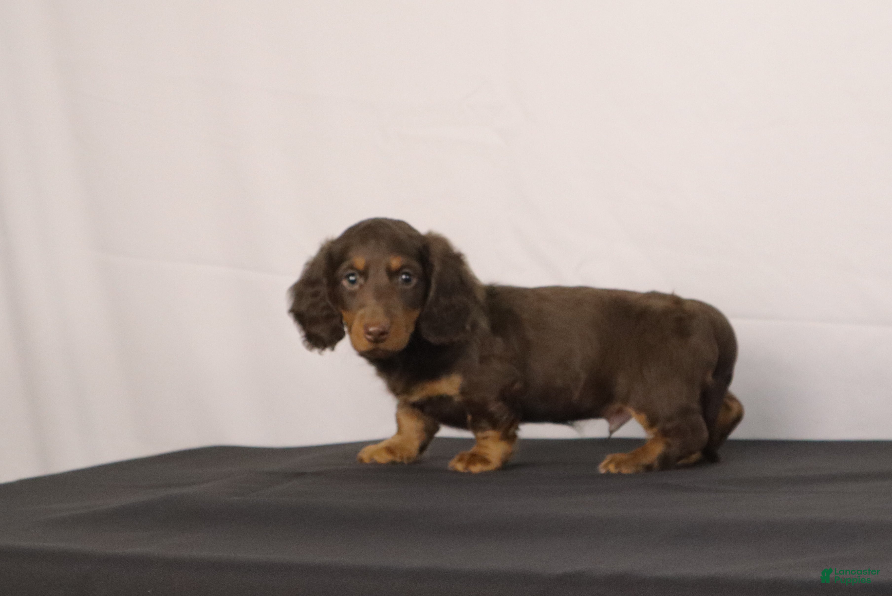 Dachshund dogs for sale: Leo - Ad 2