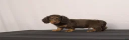 Dachshund dogs for sale: Leo - Ad 2