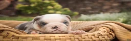 English Bulldog dogs for sale: Sebastian English Bulldog  - Ad 6
