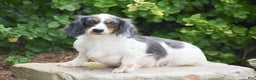 Dachshund dogs for sale: Bandit - Ad 15
