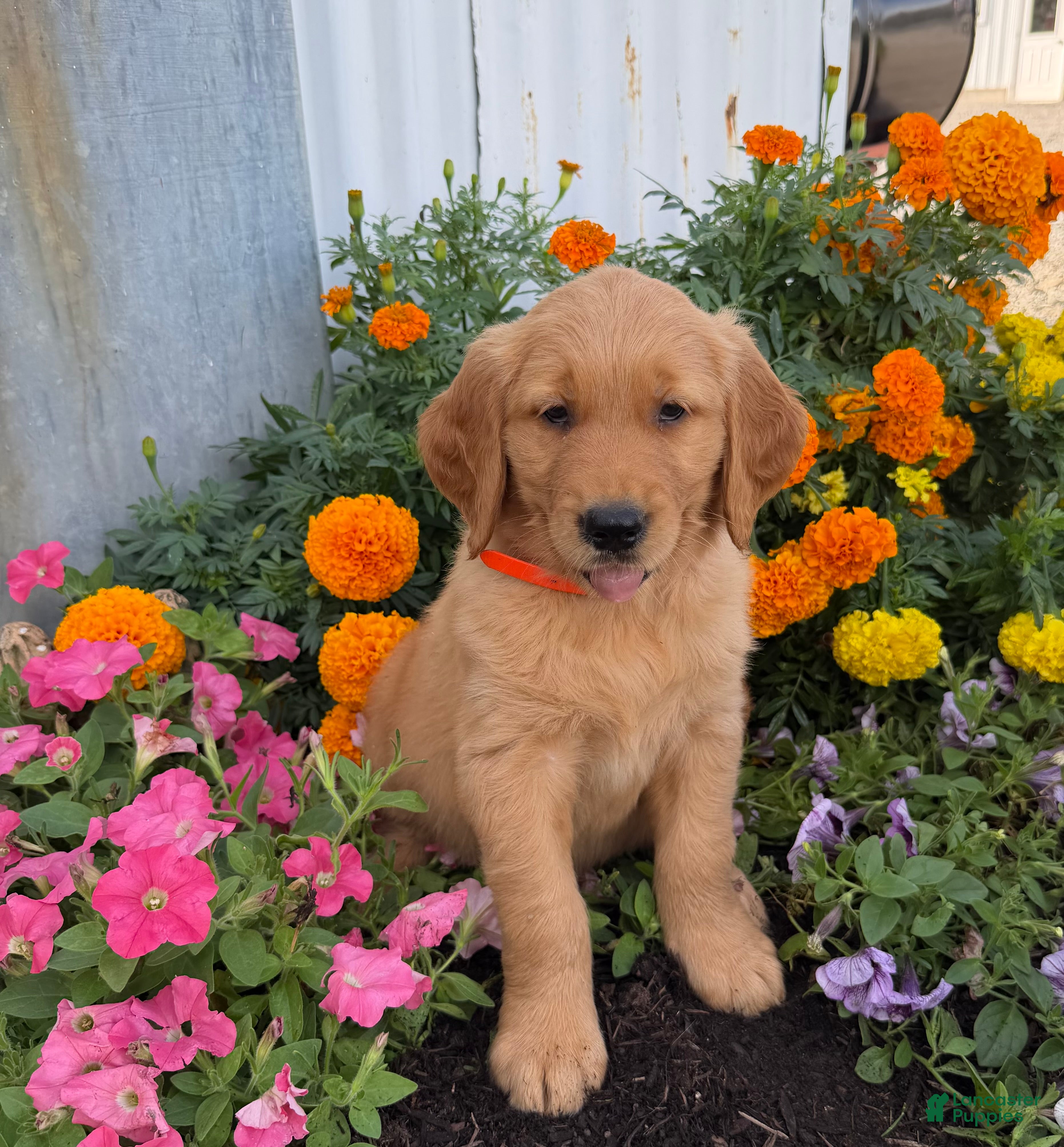Golden Retriever dogs Hank - Ad 1