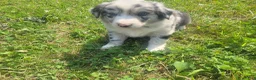 Mixed Breed dogs for sale: Kim  - Ad 3