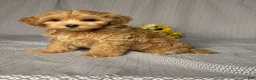 Maltipoo dogs for sale: Penny - Ad 3
