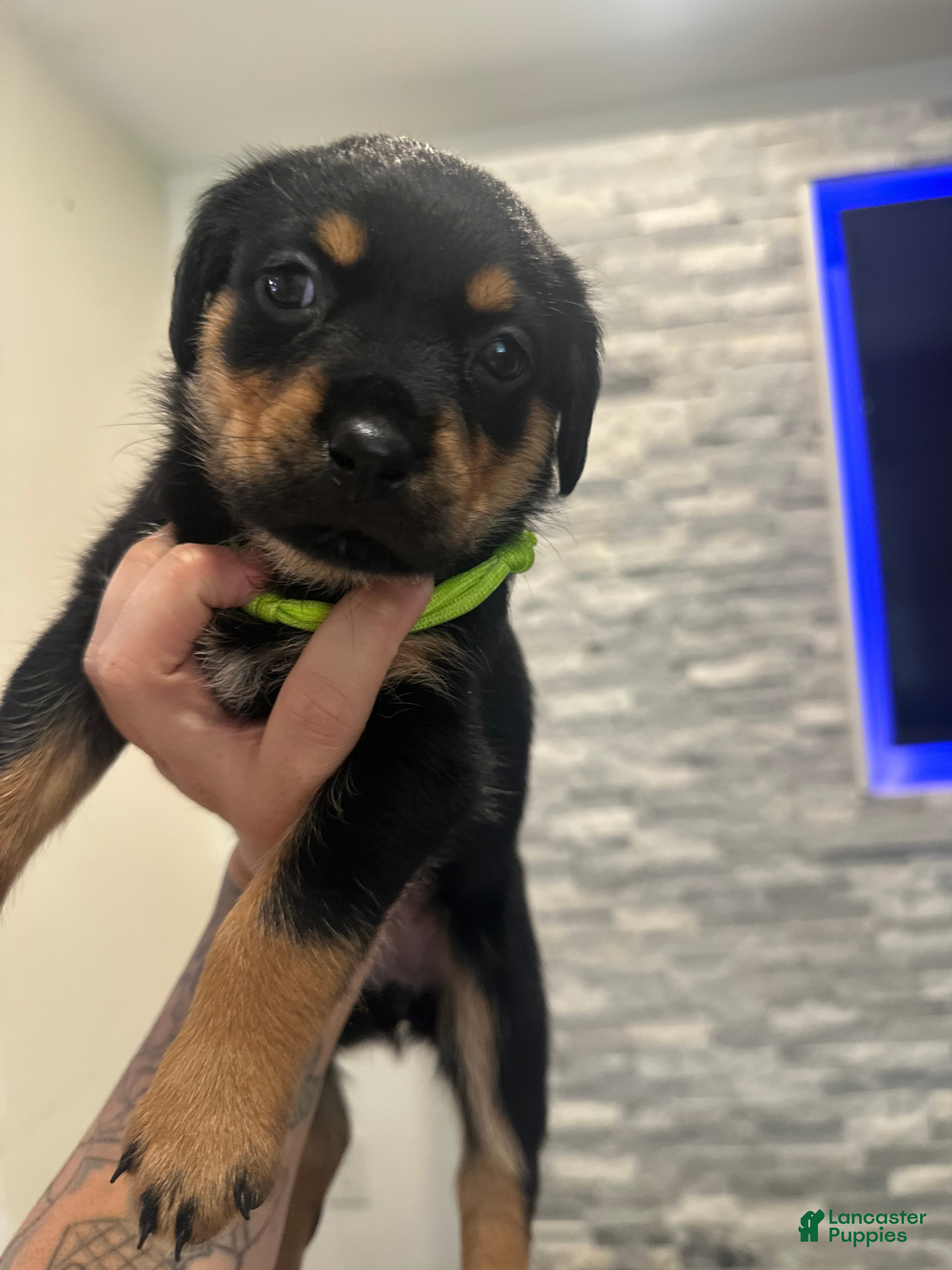 Rottweiler dogs Mila  - Ad 16