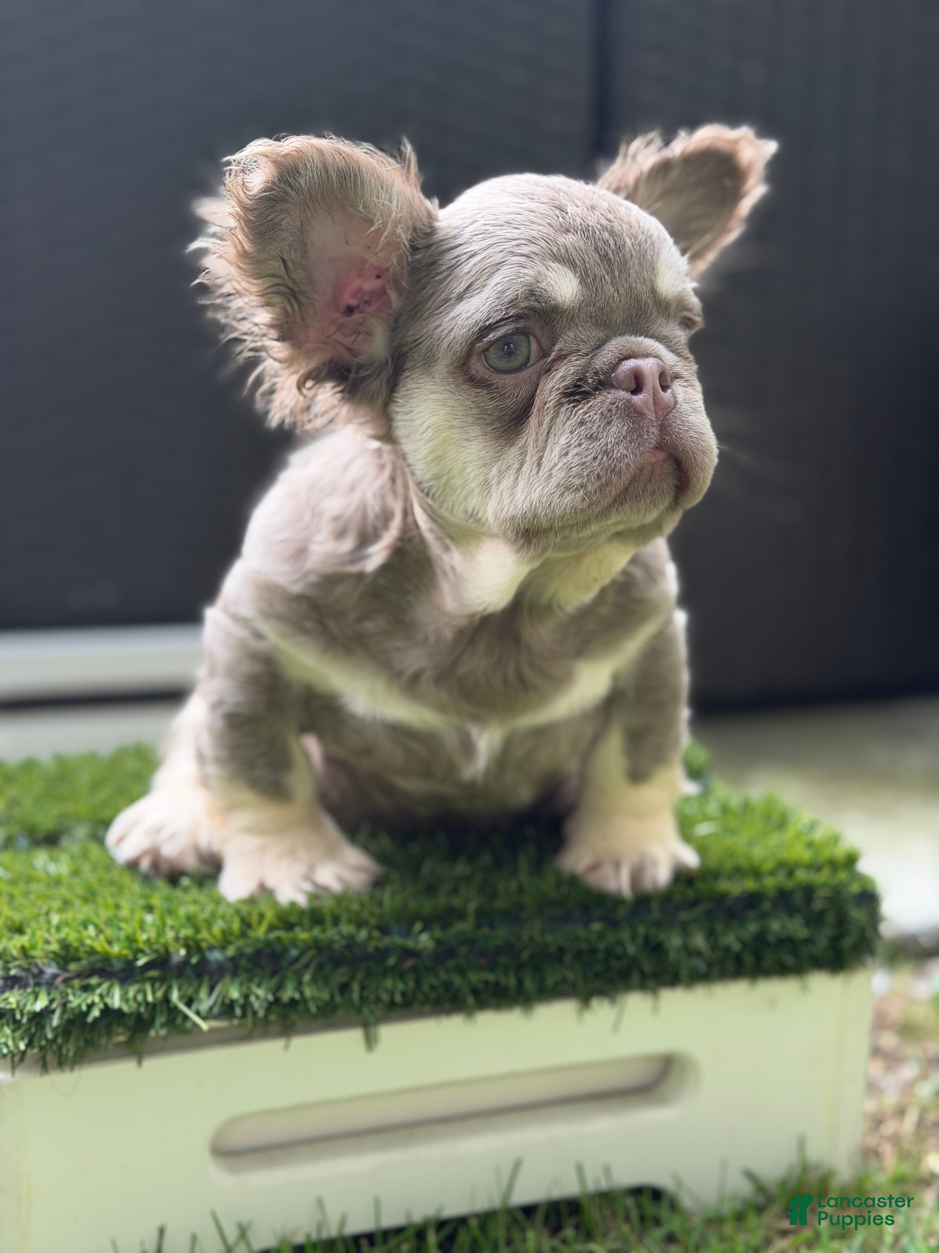 French Bulldog dogs Delilah - Ad 2
