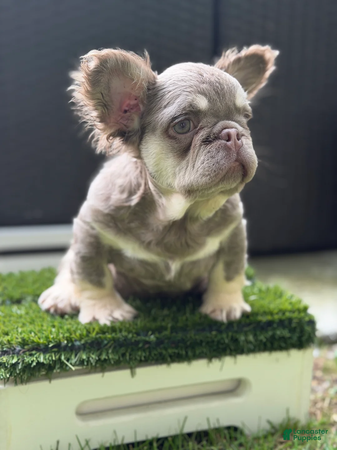 French Bulldog dogs for sale: Delilah - Ad 2