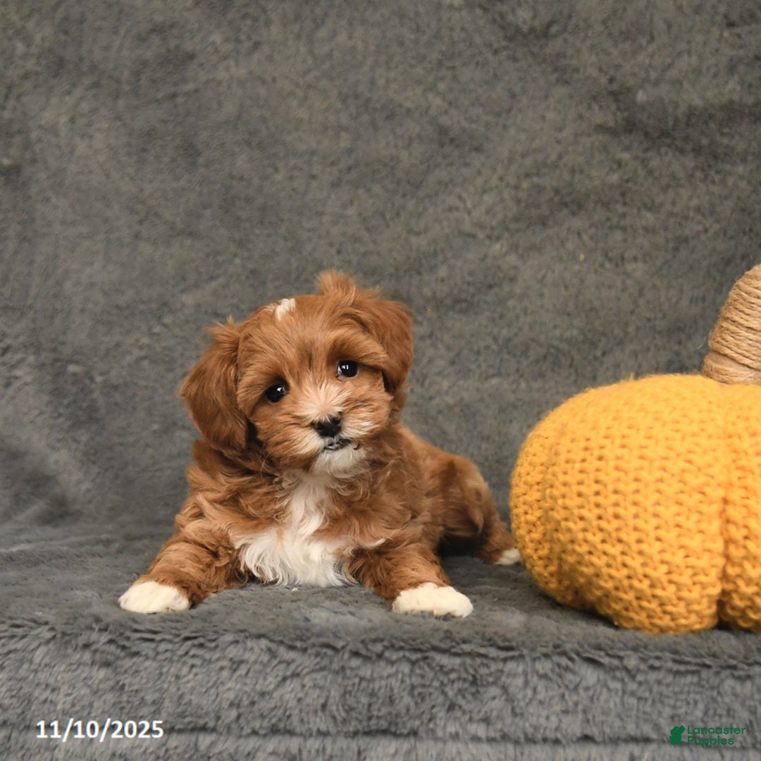 Maltipoo dogs for sale: Elvis - Ad 4