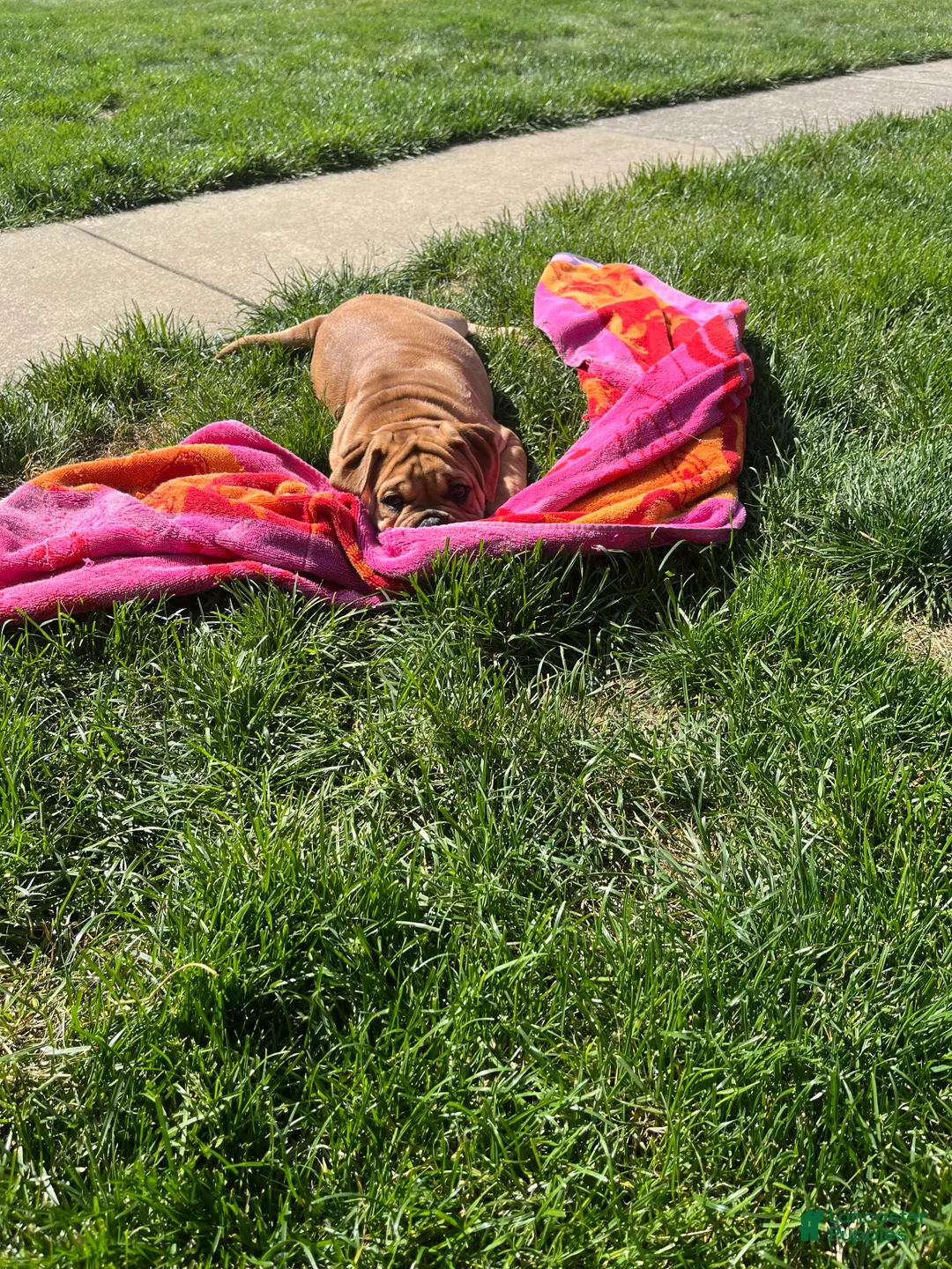 Mixed Breed dogs for sale: Bear  - Ad 2