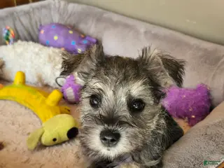 Miniature Schnauzer dogs Miniature Schnauzer Female 1 - Ad 2