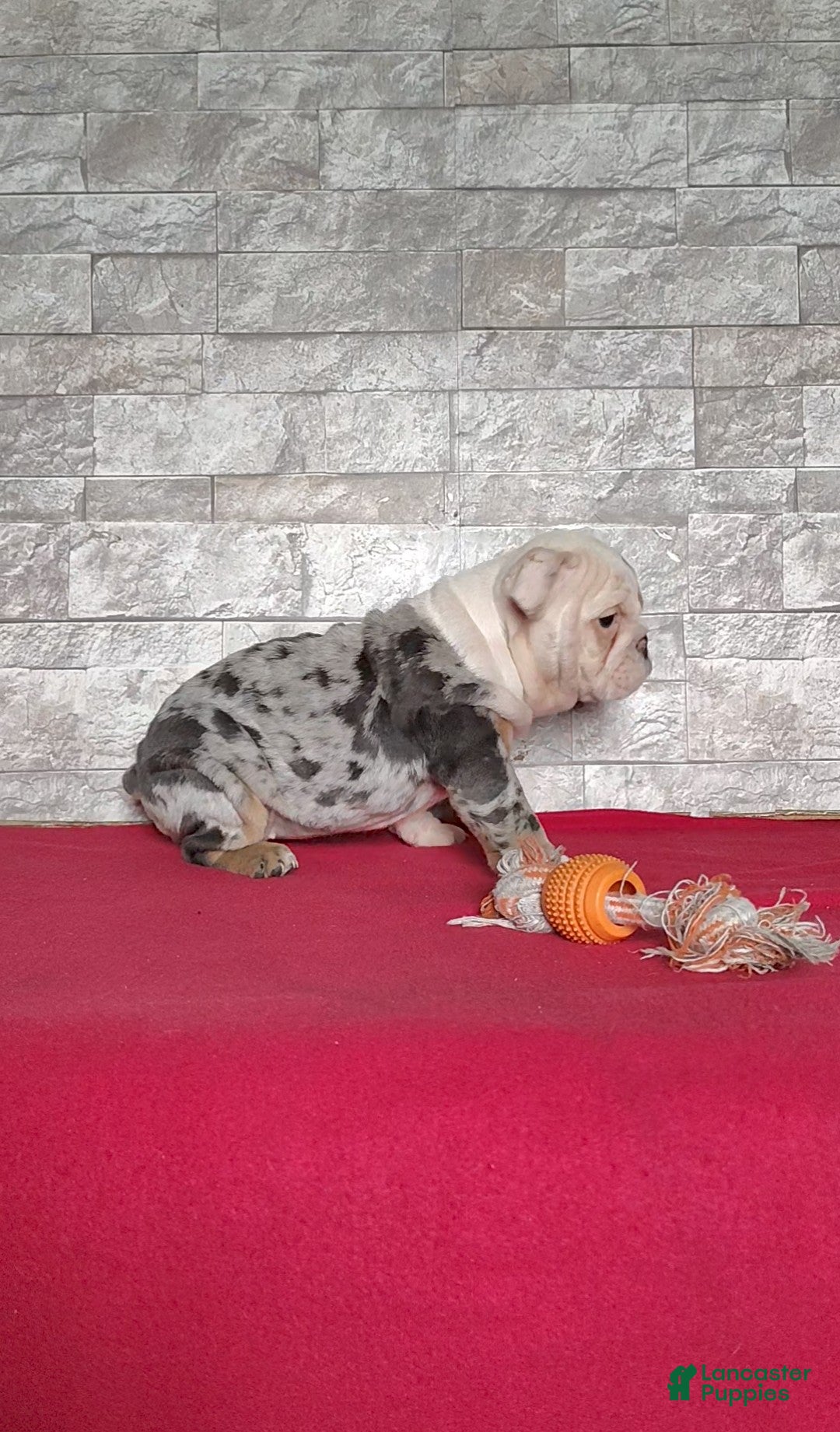 English Bulldog dogs for sale: Renae - Ad 3