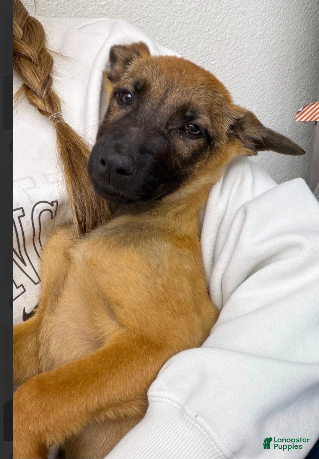 Belgian Malinois dogs Malinois M - Ad 11