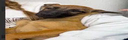 Belgian Malinois dogs for sale: Malinois M - Ad 2