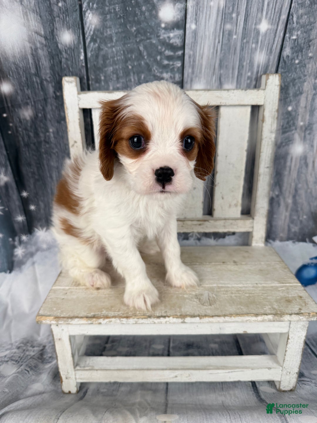 Cavalier King Charles Spaniel dogs for sale: Rascal - Ad 6