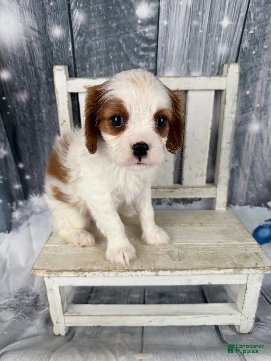 Cavalier King Charles Spaniel dogs for sale: Rascal - Ad 6