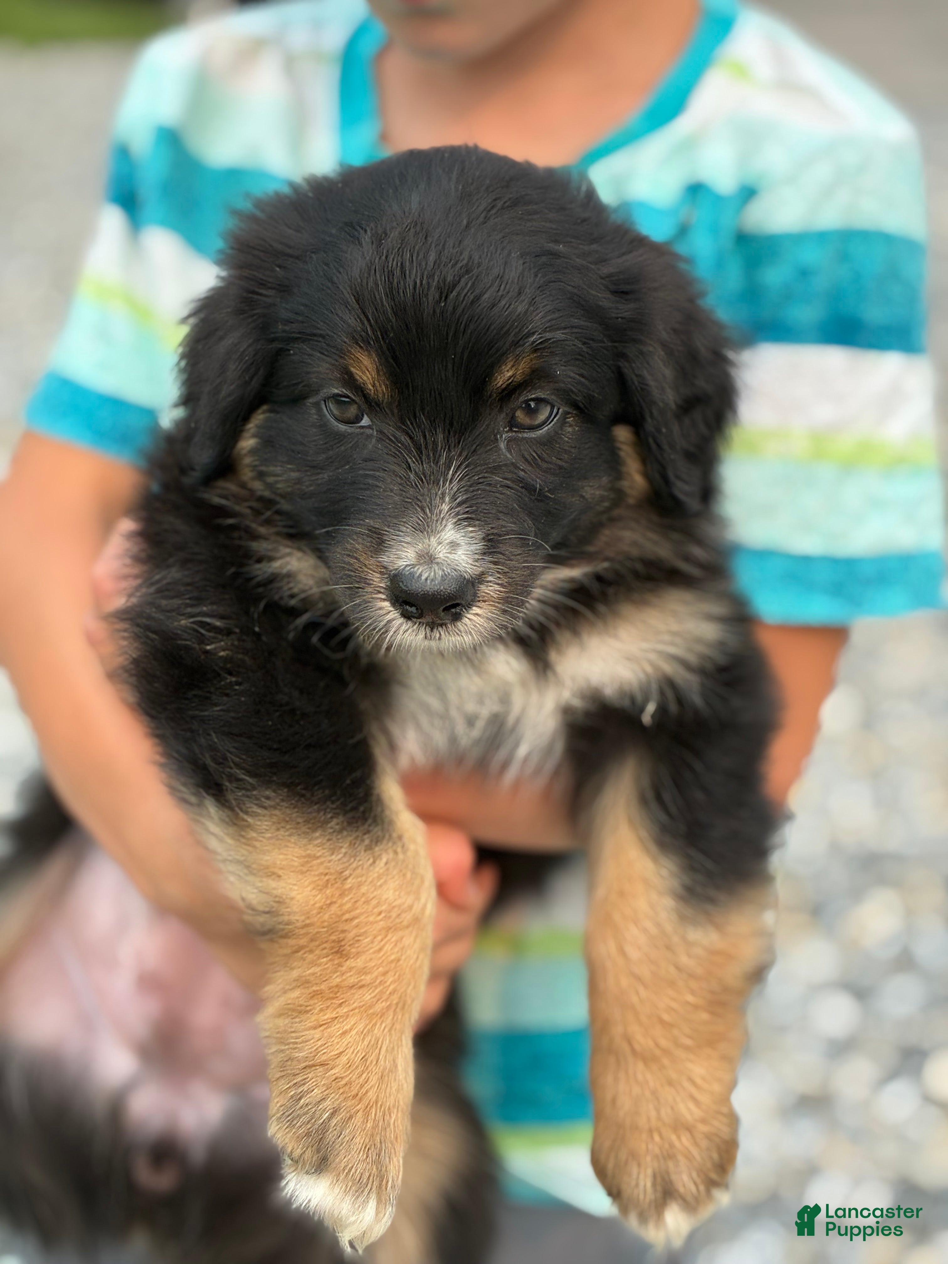Australian Shepherd dogs for sale: Oakley - Ad 1