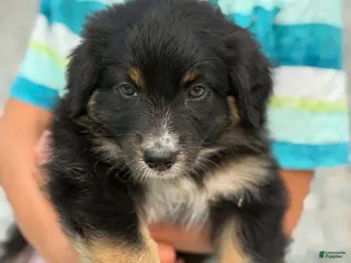 Australian Shepherd dogs Oakley - Ad 2