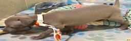 Italian Greyhound dogs for sale: Lynx  - Ad 3