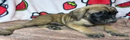 English Mastiff dogs for sale: Ace (Black) - Ad 2