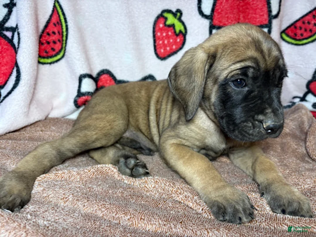 English Mastiff dogs for sale: Ace (Black) - Ad 2