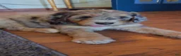 Bernedoodle dogs for sale: Bernedoodle 4 Light Blue collar  - Ad 2