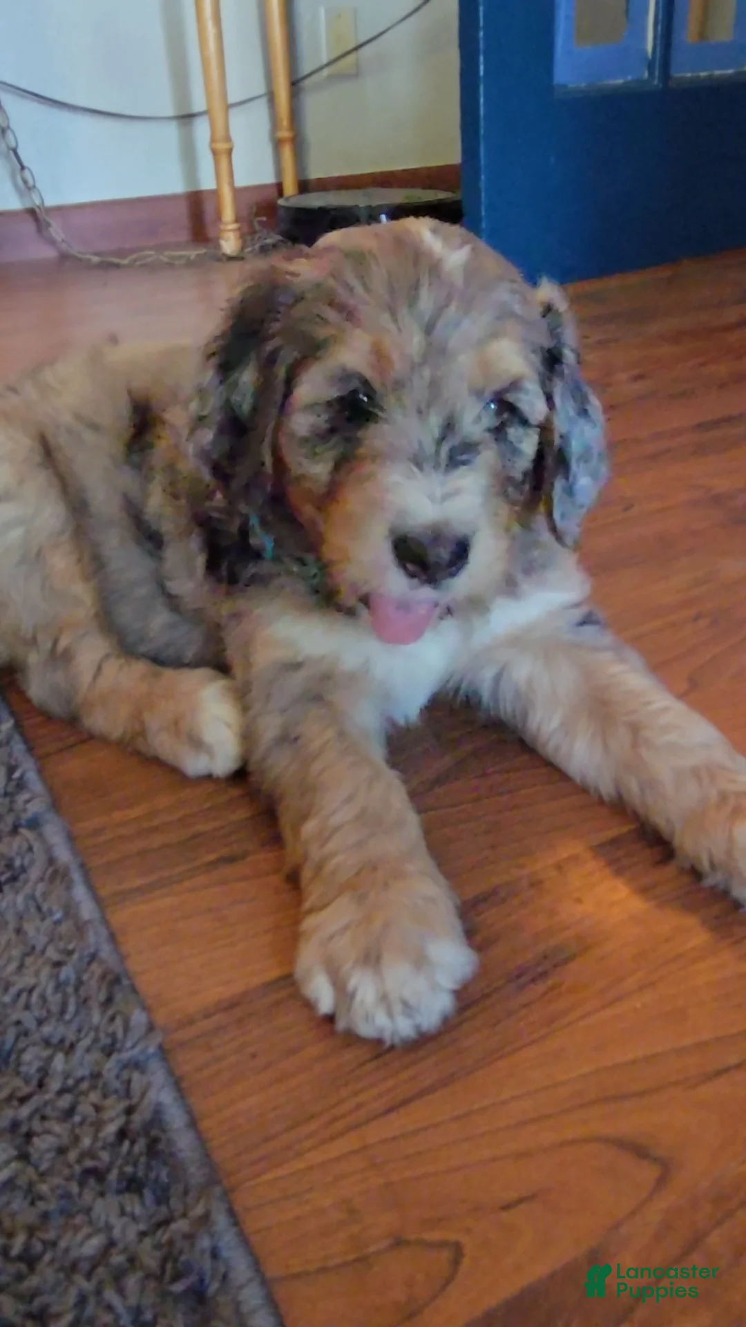 Bernedoodle dogs for sale: Bernedoodle 4 Light Blue collar  - Ad 2