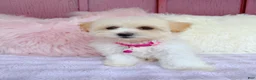 Maltipoo dogs for sale: 🩷 Pinky 🩷 - Ad 5