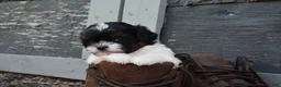 Shihpoo dogs for sale: Panda - Ad 5