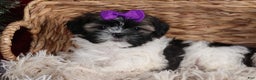Shih Tzu dogs for sale: Rosie - Ad 13