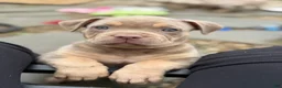American Bully dogs for sale: Milly - Ad 2