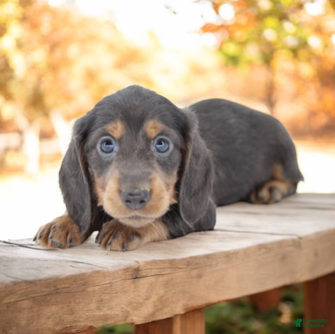 Miniature Dachshund dogs Fate/Fame M3 - Ad 1