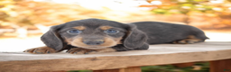 Miniature Dachshund dogs for sale: Fate/Fame M3 - Ad 1