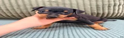 Miniature Pinscher dogs for sale: Lucy - Ad 6