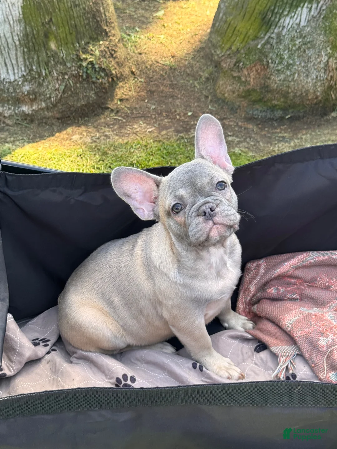French Bulldog dogs for sale: Brownie - Ad 2