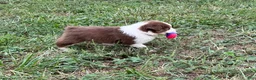 Australian Shepherd dogs for sale: Cutie - Ad 9