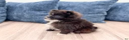 Pomeranian dogs for sale: Oreo - Ad 5