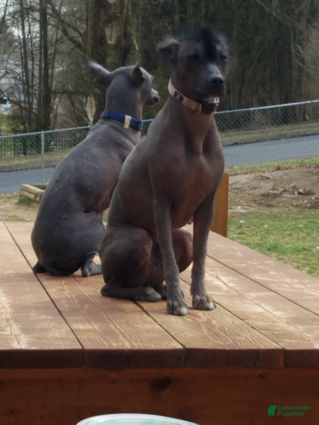 Peruvian Inca Orchid dogs for sale: Peruvian Inca Orchid 1 - Ad 8