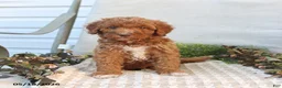 Mini Goldendoodle dogs for sale: Monica - Ad 5
