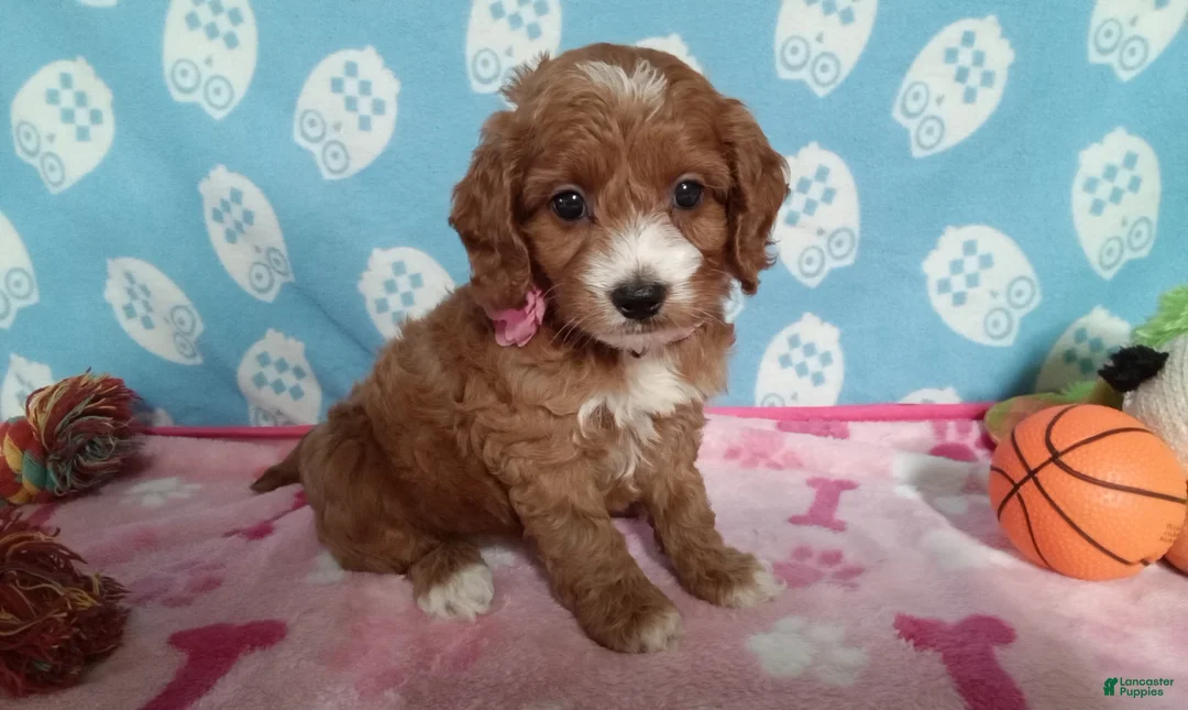 Cockapoo dogs for sale: Jenny  - Ad 1