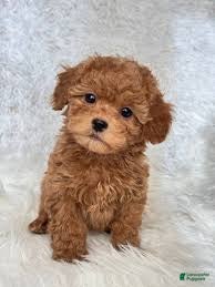 Toy Poodle dogs April - Ad 16
