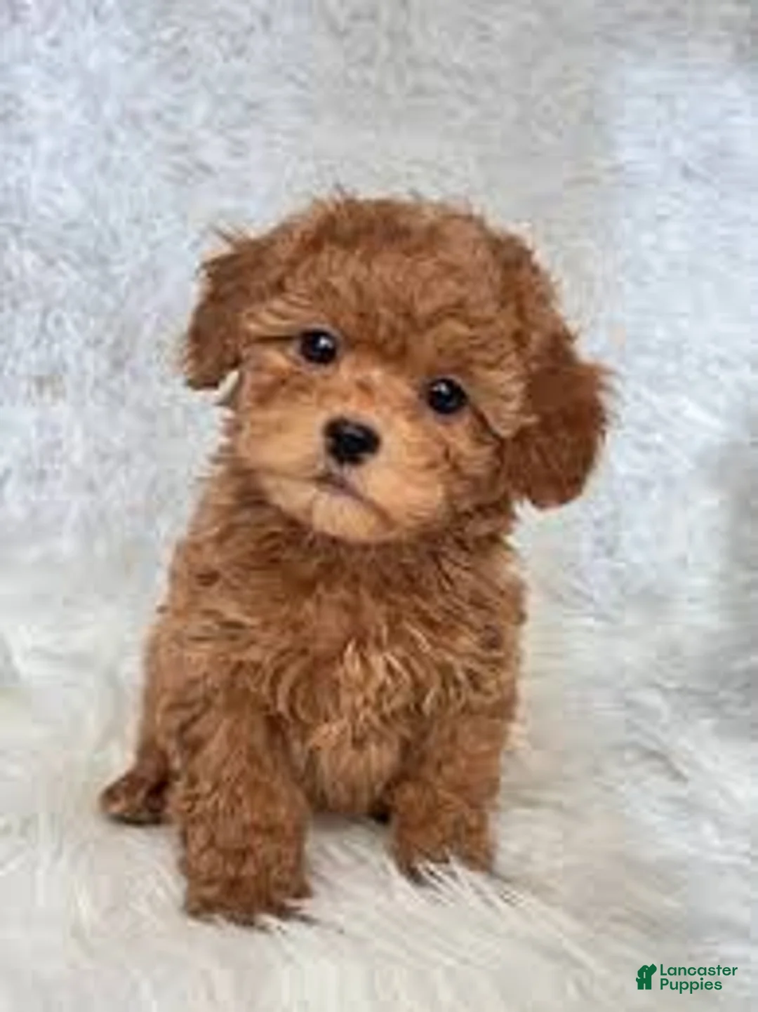 Toy Poodle dogs for sale: April - Ad 1